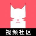 猫咪app视频